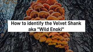 How to identify the Velvet Shank, when and where to find it, and toxic lookalikes!