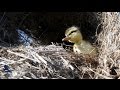 The Hen House - Mallard Nest Structure