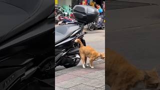 Funny cat and dogs 😂😂 episode 286 #cat #funny #dog #animals #shorts