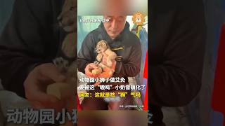 要被萌化了！动物园小狮子做艾灸，网友：这就是祛\