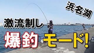 【黒鯛釣り】激流を制した先には、紀州釣りで黒鯛の爆釣モードに突入しました！【紀州釣り】【釣武者】