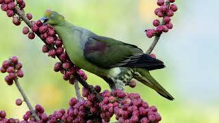 紅頭綠鳩(Whistling Green Pigen)