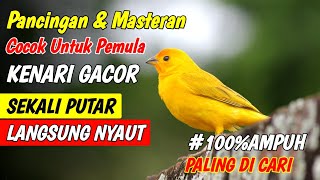 PANCINGAN KENARI GACOR, COCOK UNTUK MASTERAN KENARI PAUD \u0026 PANCINGAN KENARI YANG MALAS BUNYI