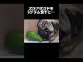 【雑学】犬に関する意外な事実5選がこちら💁‍♀️ ペット 犬 shorts