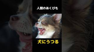 【雑学】犬に関する意外な事実5選がこちら💁‍♀️#ペット#犬#shorts