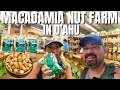 Trying FREE SAMPLES of MACADAMIA NUTS at Tropical Farms in HAWAI’I