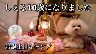 【女ひとりと2匹 #80 】しぇる10歳のお誕生日キャンプ/ わんダルフルネイチャービレッジ/ ワンコファーストなキャンプ場/オガワオーナーロッジ52