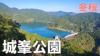 【埼玉県】冬桜と紅葉【ソロキャンプ】【秋キャンプ】【城峯公園キャンプ場】【埼玉県キャンプ場】【雨キャンプ】