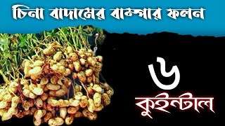 চিনা বাদামের ফলন বৃদ্ধি । বাদামের ফলন বৃদ্ধি । groundnut । peanut । how to grow groundnut