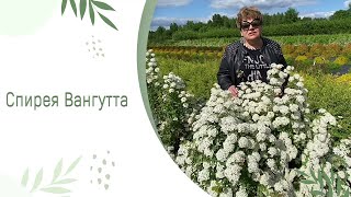 Спирея Ван-Гутта (Spiraea × vanhouttei)