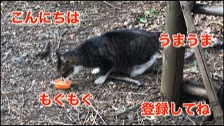 野良猫ごはんもぐもぐおいしいね🍚#野良猫ごはん