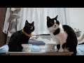 2023ｰ04−26 保護猫たちの「ほっこり猫ライブ」ハッチ＆マック＋黒猫めめ cat live stream in japan cat life tv