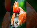 rainy guardian mother bird’s incredible care 🌦️🐦 wildlife shorts birds