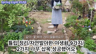 봄빛가드닝- 자연발아한 야생화 9가지/튤립 화단정리/삽목에 성공한 2가지 나무 소개/가드닝/정원가꾸기/야생화