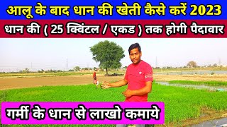 गर्मी वाले (मार्च) में धान की खेती देखो 2023 || आलू के बाद धान कैसे करें || dhan ki kheti kaise kre