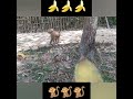 Banana🍌🍌 Vs Monkey🐒🐒 #shorts #baby_monkey #monkey #animals_home #viralvideo