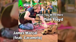 Wish You Were Here (Pink Floyd) James Marçal \u0026 Dog Caramelo