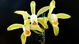 Cattleya forbesii - a great first species cattleya