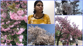 #Telugu Vlogs | Beautiful Cherry Blossoms🌸 in Spring | Cherry Blossom Festival in Seoul, Korea