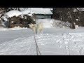 雪大好き 秋田犬