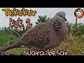 TEKUKUR KUK 2  SUARA BESAR