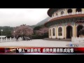 20161122 淡水天元宮櫻王枯死 廟方將補植新櫻