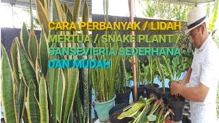 CARA MEMPERBANYAK  SANSEVIERIA / LIDAH MERTUA SEDERHANA DAN MUDAH