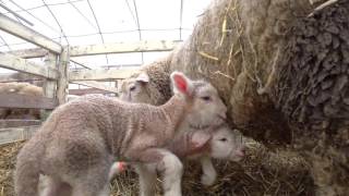 ヒツジの赤ちゃん出産ラッシュ！Part1 @北海道恵庭市 Sheep's birth rush at the Eniwa Ekorin Vill, Hokkaido