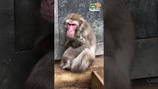 【高尾山さる園】肌寒い日のワサビくん【Snow monkey】 #monkey #お猿さん #japanesemonkey #animals