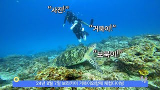 8월 7일 보라카이거북이와함께 체험다이빙