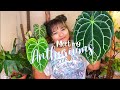 Anthurium Collection 2022 + Anthurium Care Tips