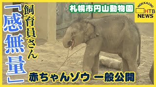 飼育員は「感無量、こういう日が来てうれしい」赤ちゃんゾウ一般公開　愛称投票も始まる　札幌市円山動物園