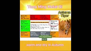 Autumn Tiger: Yang Ming Metal Qi warm and dry in Autumn #chinesemedicine #tcm  #yinyang