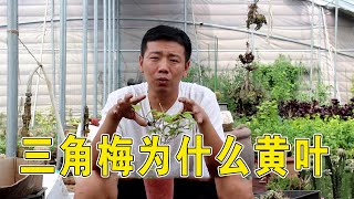 【養養養花花花】三角梅黃葉有3種情況，只要學會就能四季油綠，花開不間斷！