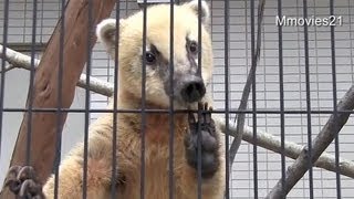 アカハナグマの鳴き声(円山動物園）〜Southern coati crying