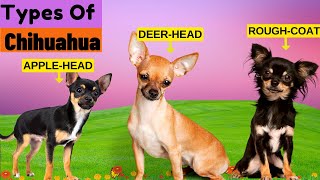 8 Types of Chihuahua /  Find Out Which Type Is The Least Common
