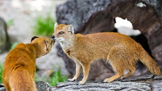 Yellow Mongoose: Nature's Agile Hunter!