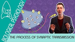 Synaptic Transmission - Biological Psychology [AQA ALevel]