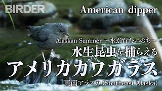 BIRDER「水生昆虫を捕らえるアメリカカワガラス（American dipper）」（菅原貴徳）