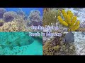 Scuba Diving Incredible Reefs In Mexico / Turtle, Rays, Lobster & More!