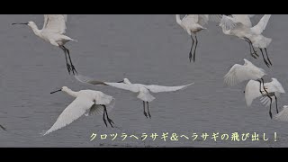 クロツラヘラサギ＆ヘラサギの飛び出し！