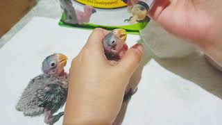 Hand Feeding African Lovebird Babies