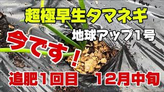 第82回　家庭菜園教室　【今です！　追肥1回目　超極早生タマネギ　地球アップ1号】　生ゴミボカシ肥料　無農薬　4月中旬収穫！　持続可能な家庭菜園