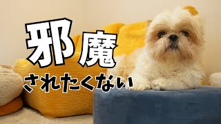 自分の世界観を大切にしたいイッヌwww～多頭飼い～チワワ シーズー ミニチュアピンシャー トイプードル