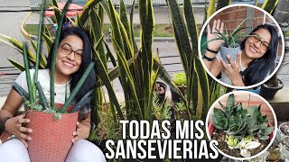 Mi colección de Sansevierias - Lenguas de suegra y más + nombres 🌱 | Jardines by Angie