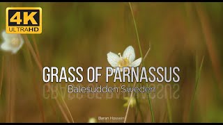 4K Relaxing flowers , Nature Relaxation in Balesudden Sweden-Grass of Parnassus