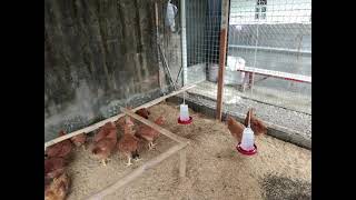 Hubbard Free Range Chicken with the Bread of Life Farm