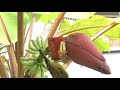 นกกินปลีคอสีน้ำตาลตัวเมีย anthreptes malacensis 2 09second hd clip krabi thailand.