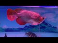 King Arowana i🇰🇭