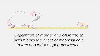 Uncovering Mechanisms of Neglect in the Maternal Brain - Early Life Deprivation Danielle Stolzenberg